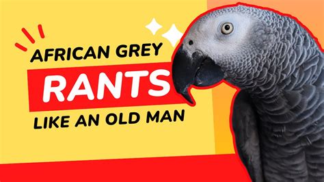 facebook gizmo|gizmo african grey parrot.